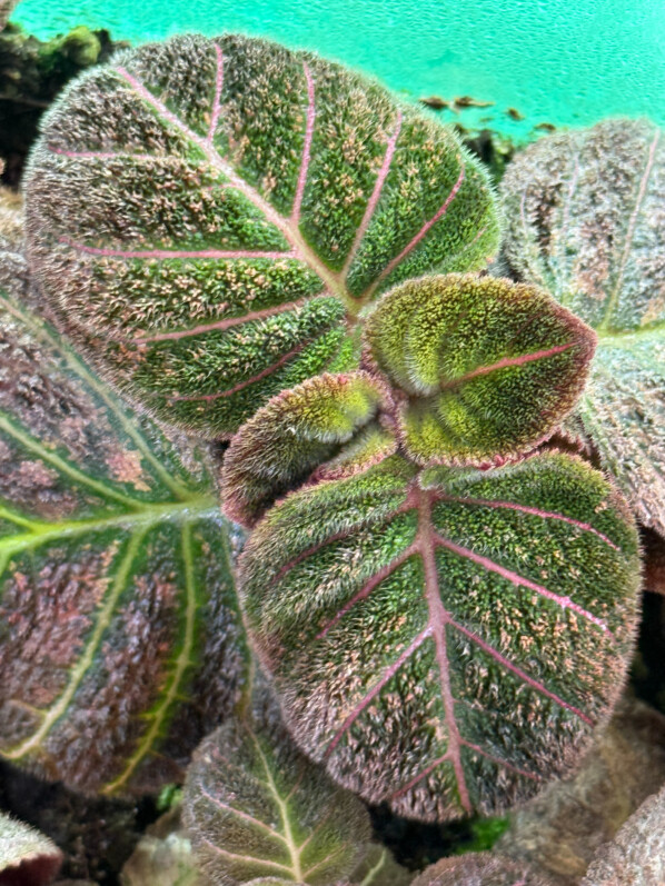 Pearcea hypocyrtiflora, Gesnériacées, plante d'intérieur, terrarium, Paris 19e (75)