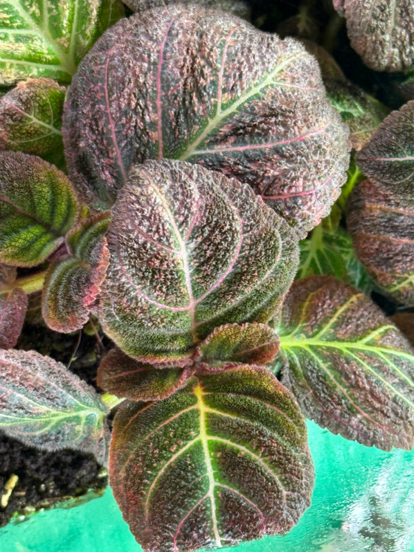 Pearcea hypocyrtiflora, Gesnériacées, plante d'intérieur, terrarium, Paris 19e (75)