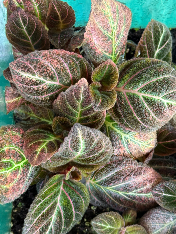 Pearcea hypocyrtiflora, Gesnériacées, plante d'intérieur, terrarium, Paris 19e (75)