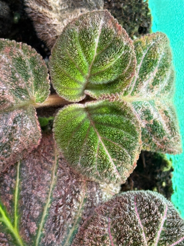 Pearcea hypocyrtiflora, Gesnériacées, plante d'intérieur, terrarium, Paris 19e (75)