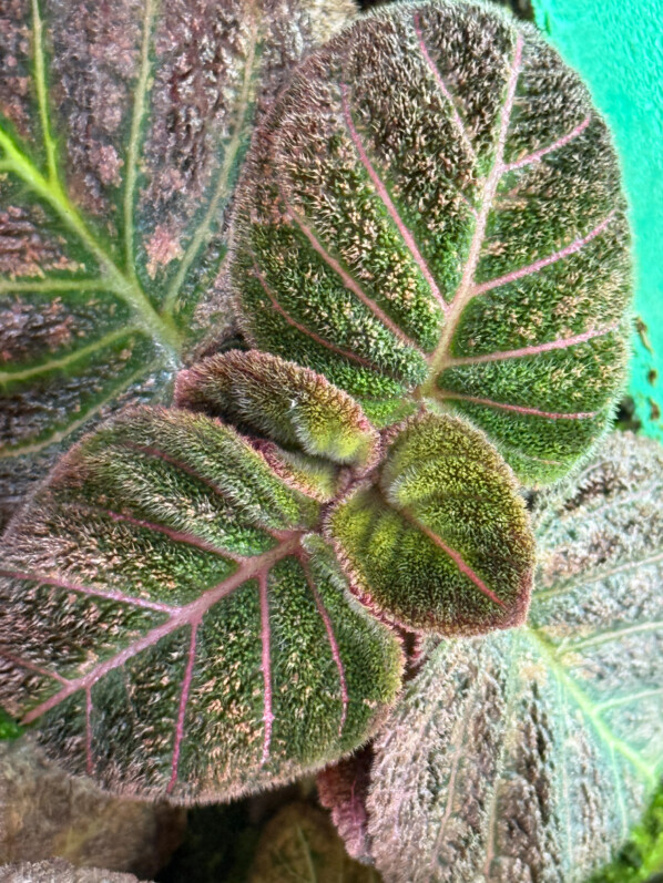 Pearcea hypocyrtiflora, Gesnériacées, plante d'intérieur, terrarium, Paris 19e (75)