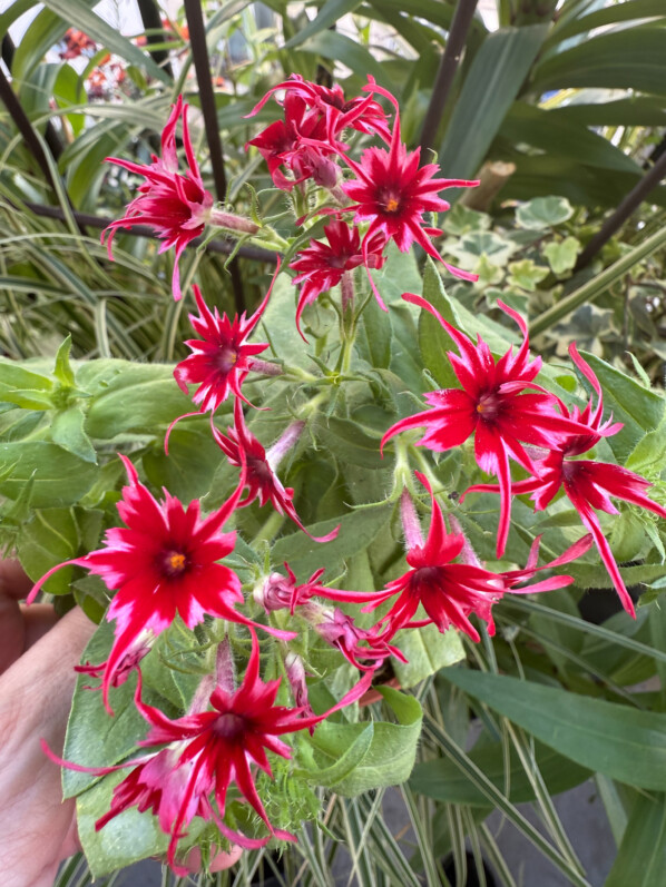 Phlox drummondii Popstars au printemps sur mon balcon parisien, Paris 19e (75)