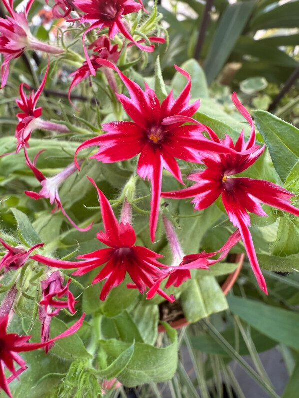 Phlox drummondii Popstars