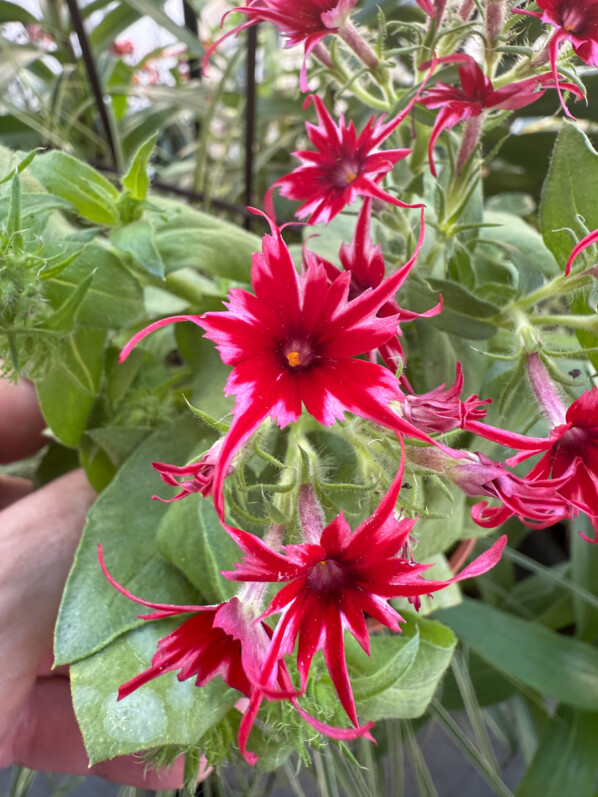 Phlox drummondii Popstars au printemps sur mon balcon parisien, Paris 19e (75)