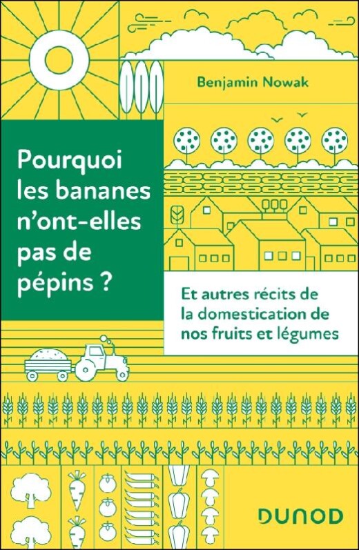 Pourquoi les bananes n’ont-elles pas de pépins ?