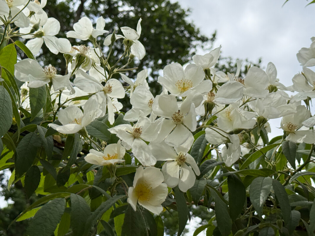 Rosier 'La Mortola', Roseraie du Val de Marne, L'Haÿ-les-Roses (94)