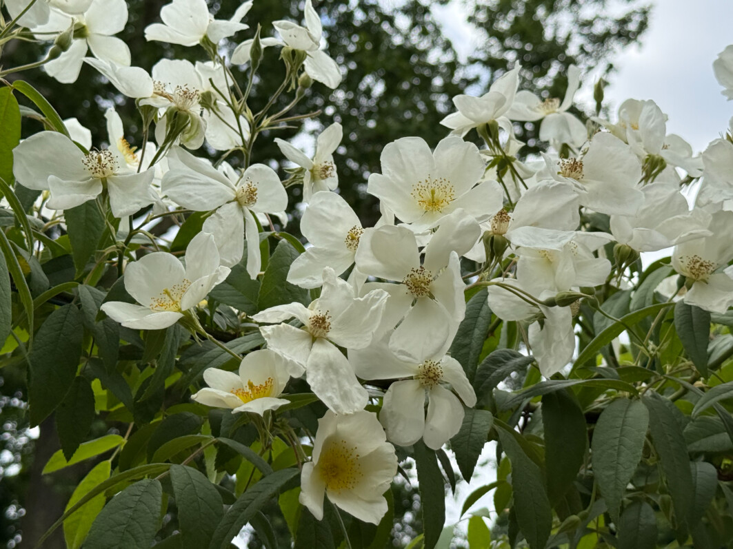 Rosier 'La Mortola', Roseraie du Val de Marne, L'Haÿ-les-Roses (94)