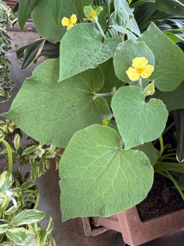 Saruma henryi au printemps sur mon balcon parisien, Paris 19e (75)