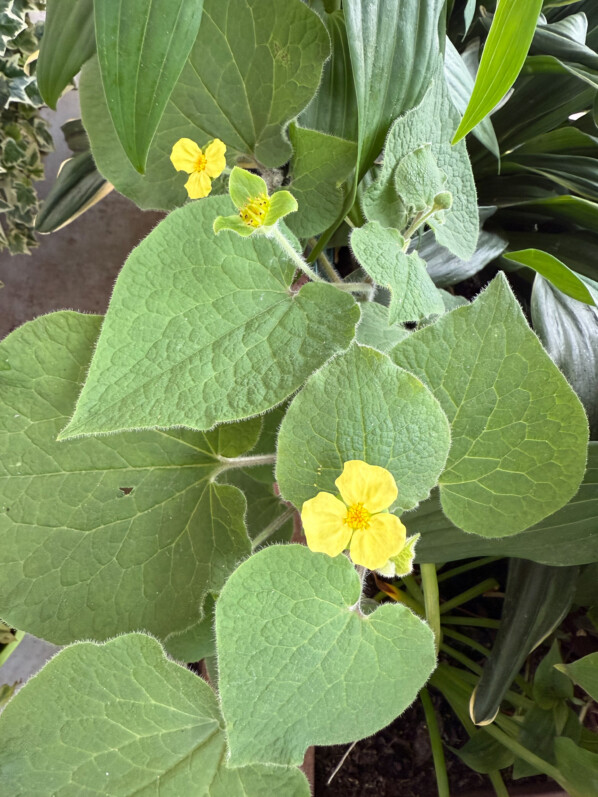 Saruma henryi, des coeurs, des fleurs