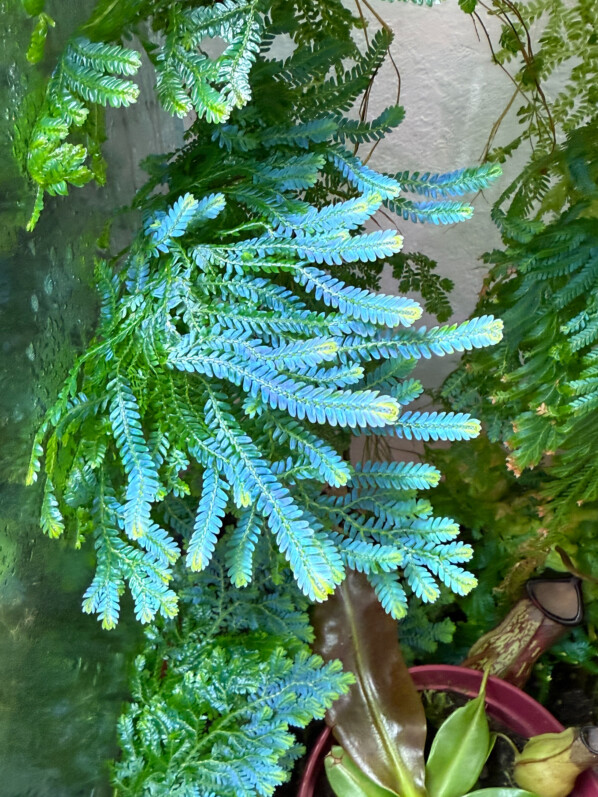 Nouvelles feuilles bien bleues de Selaginella willdenowii
