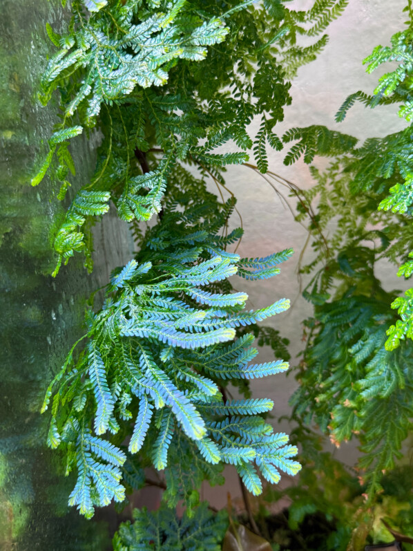 Selaginella willdenowii, plante d'intérieur, terrarium, Paris 19e (75)
