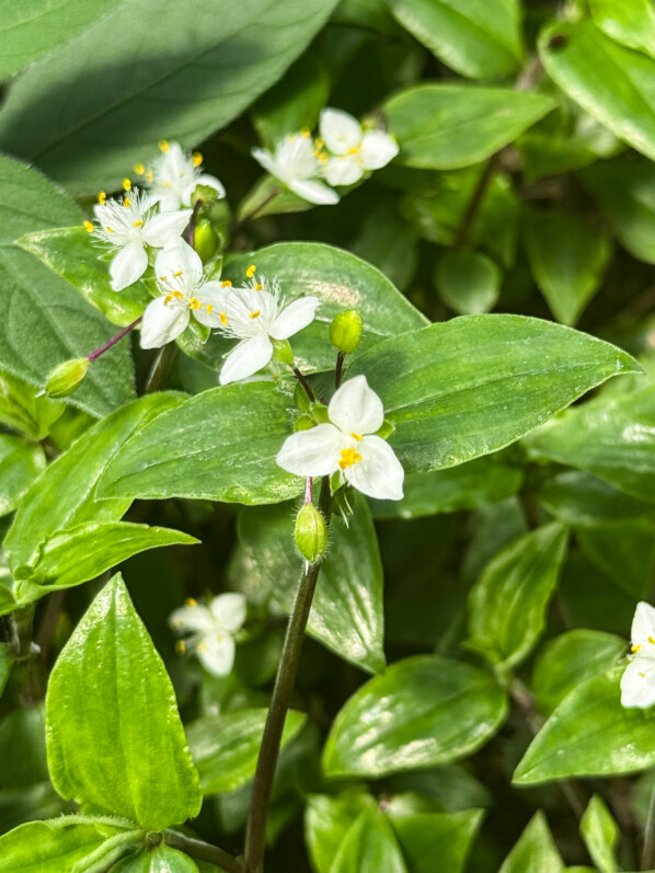 Éphémère de Rio (Tradescantia fluminensis)