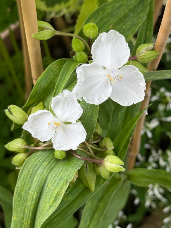 Tradescantia x andersoniana ‘Innocence’ au printemps sur mon plante vivace, balcon parisien, Paris 19e (75)