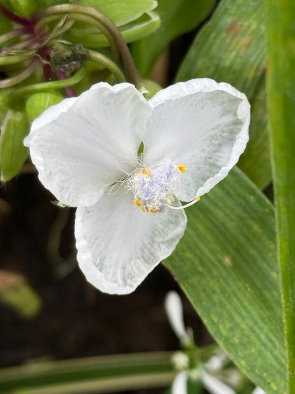 La délicate floraison immaculée de l’éphémère de Virginie ‘Innocence’