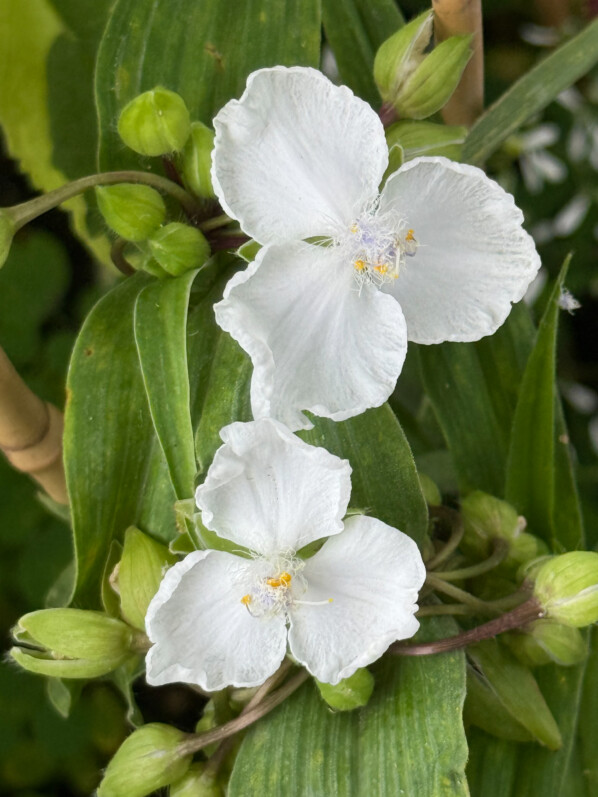 Tradescantia x andersoniana ‘Innocence’ au printemps sur mon plante vivace, balcon parisien, Paris 19e (75)