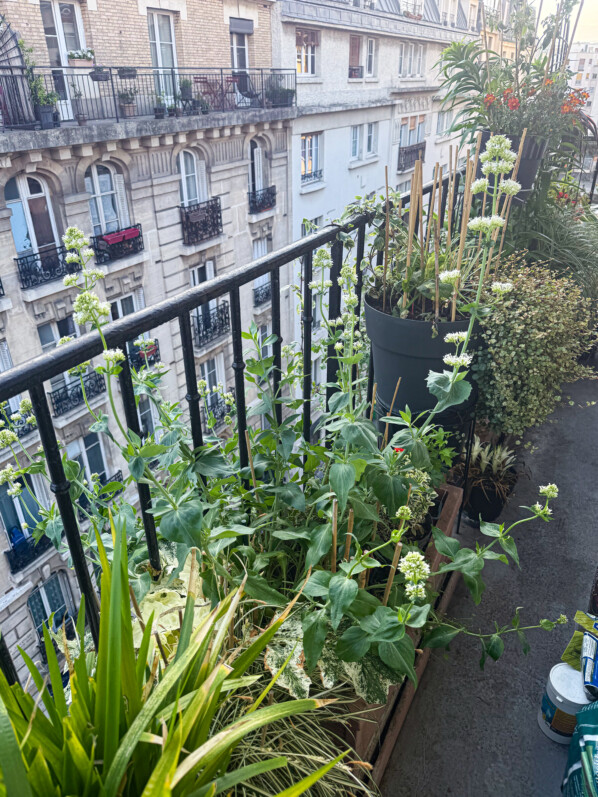 La valériane des jardins à fleurs blanches prend ses aises dans une de mes grandes jardinières