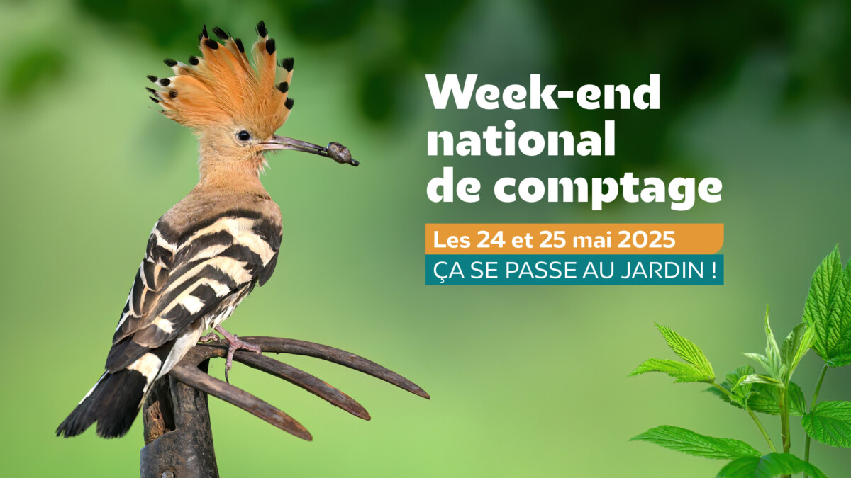 Participez au comptage national des oiseaux des jardins les 24 et 25 mai 2025