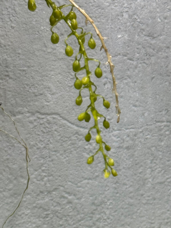 Zygostates lunata x obliqua, orchidée, plante d'intérieur, terrarium, Paris 19e (75)