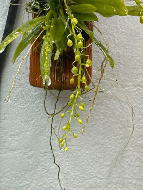 Zygostates lunata x obliqua prête à fleurir dans mon grand terrarium