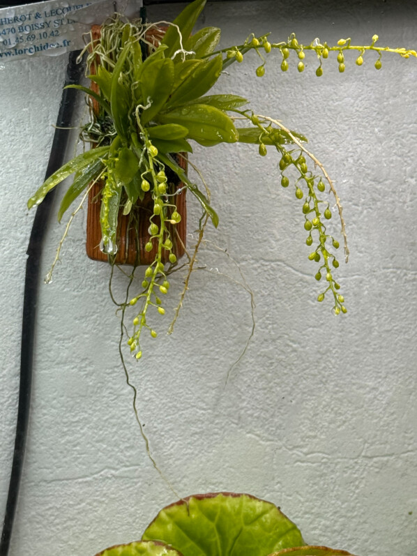 Zygostates lunata x obliqua, orchidée, plante d'intérieur, terrarium, Paris 19e (75)