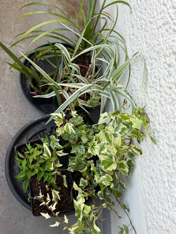Jeunes plants à planter au printemps sur mon balcon parisien, Paris 19e (75)