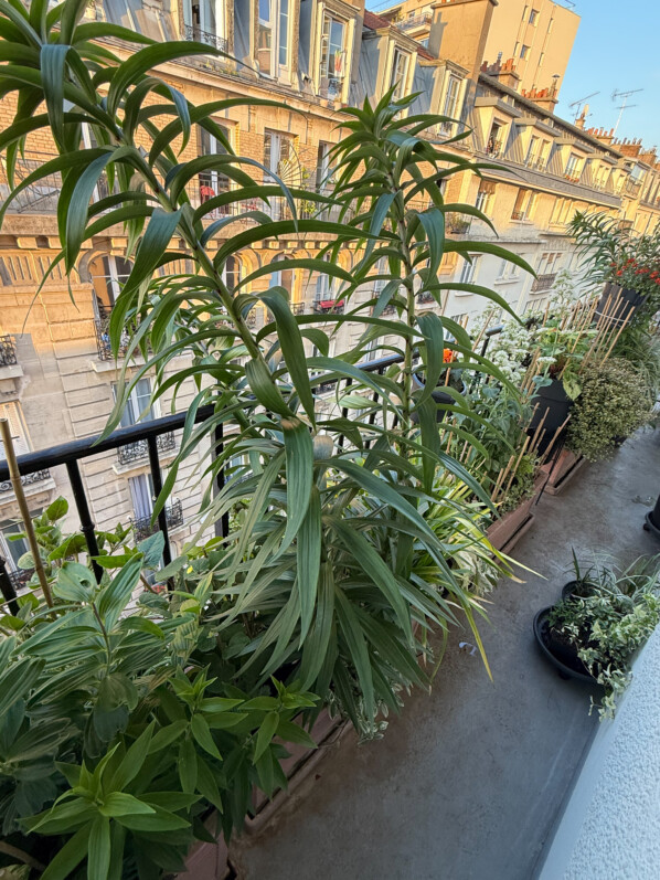 La fin des plantations sur mon balcon parisien approche !