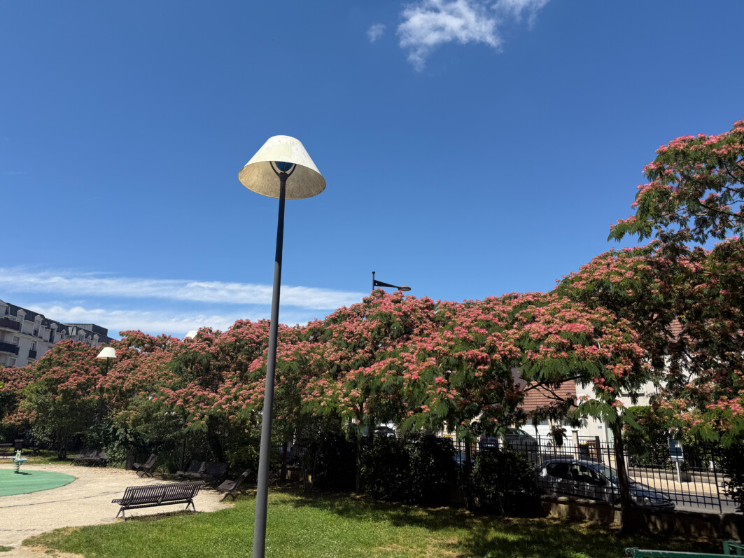 Albizia julibrissin, fleurs, arbre, square de Little Falls, Le Bourget (93)