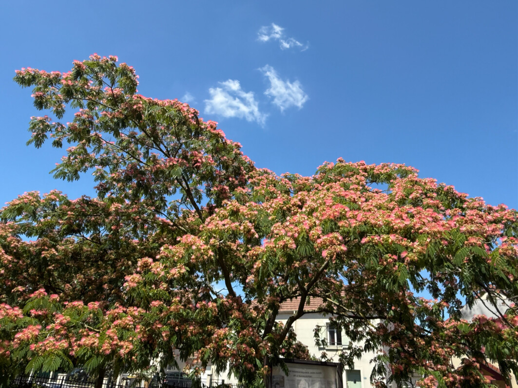Albizia julibrissin, fleurs, arbre, square de Little Falls, Le Bourget (93)