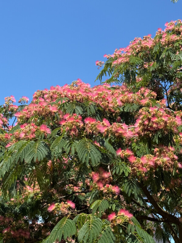 Albizia julibrissin, fleurs, arbre, square de Little Falls, Le Bourget (93)