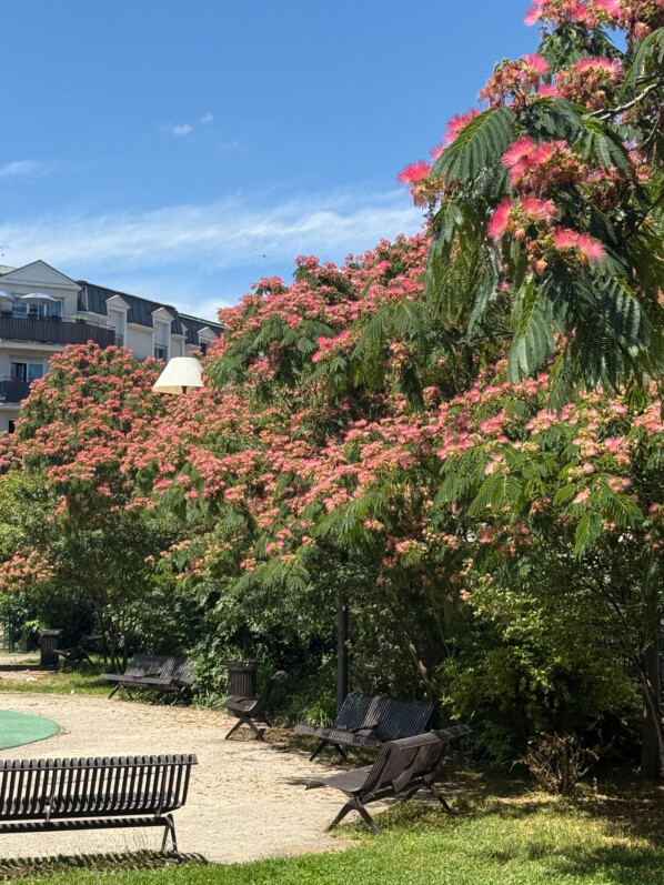 Albizia julibrissin, fleurs, arbre, square de Little Falls, Le Bourget (93)