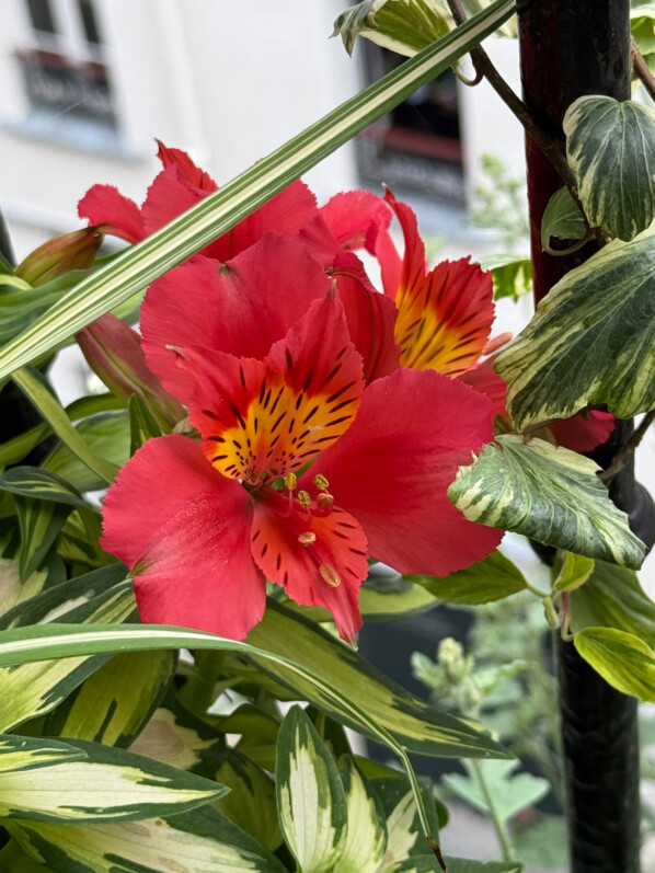 Floraison de mon alstroemère ‘Little Miss Zoé’