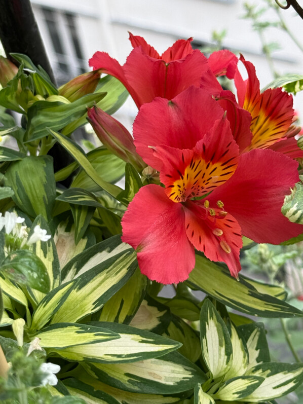 Alstroemeria 'Little Miss Zoé' au printemps sur mon balcon parisien, Paris 19e (75)