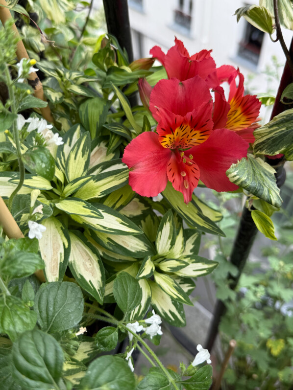 Alstroemeria 'Little Miss Zoé' au printemps sur mon balcon parisien, Paris 19e (75)
