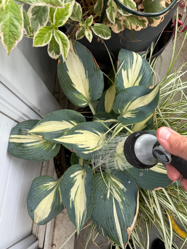 Arrosage en été sur mon balcon parisien, Paris 19e (75)