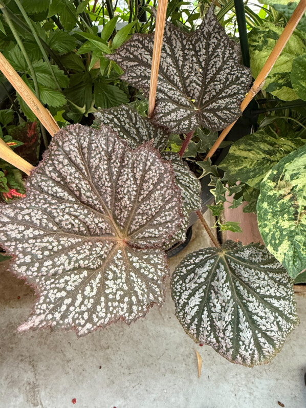 Begonia 'Sterling Moon' au printemps sur mon balcon parisien, Paris 19e (75)