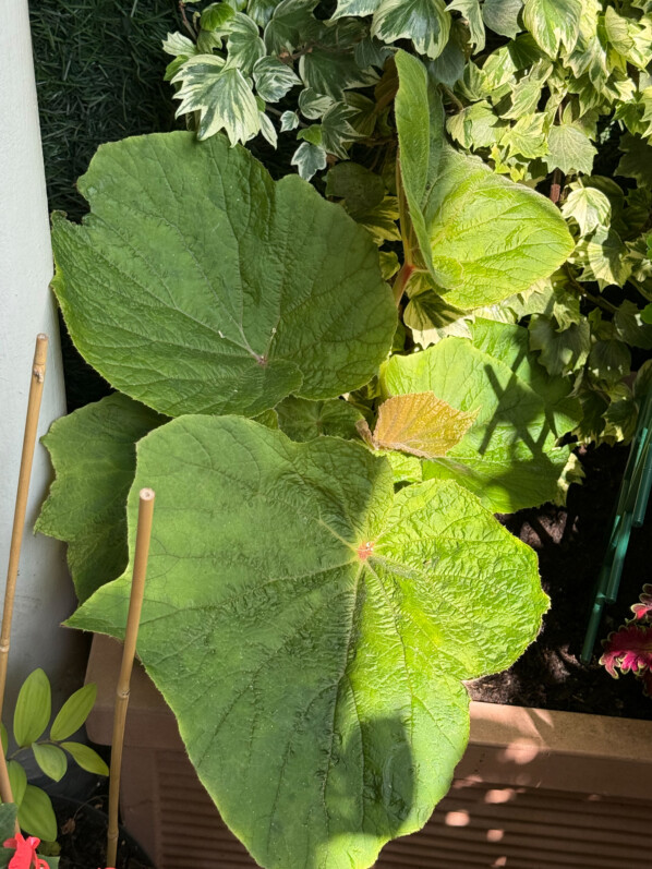 Begonia 'Torsa' au printemps sur mon balcon parisien, Paris 19e (75)