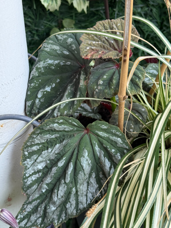 Belle vigueur de mes bégonias rustiques cultivés sur mon balcon