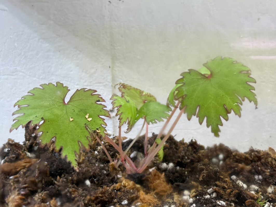 Begonia lyallii, Bégoniacées, plante d'intérieur, terrarium, Paris 19e (75)