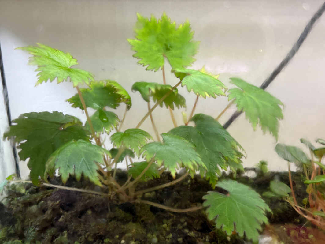 Begonia lyallii en pleine forme dans son terrarium
