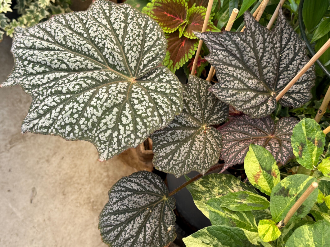 Feuillage de plus en plus fourni pour mon Begonia ‘Sterling Moon’