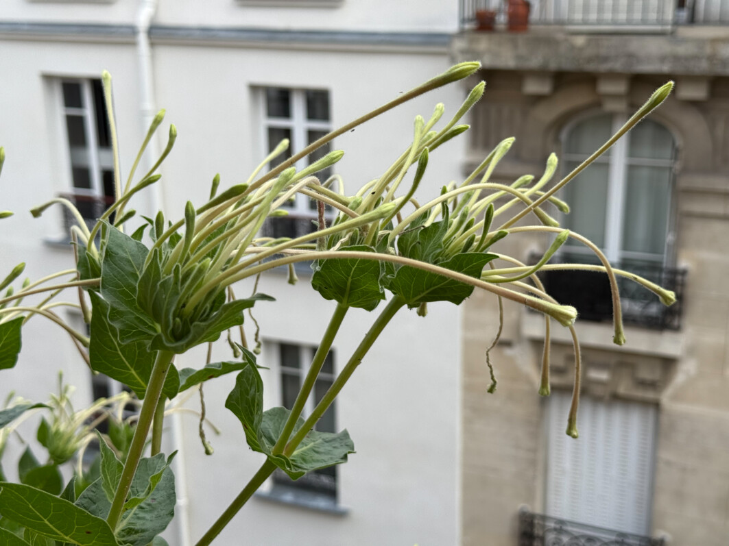 Boutons floraux de Mirabilis longiflora en été sur mon balcon parisien, Paris 19e (75)