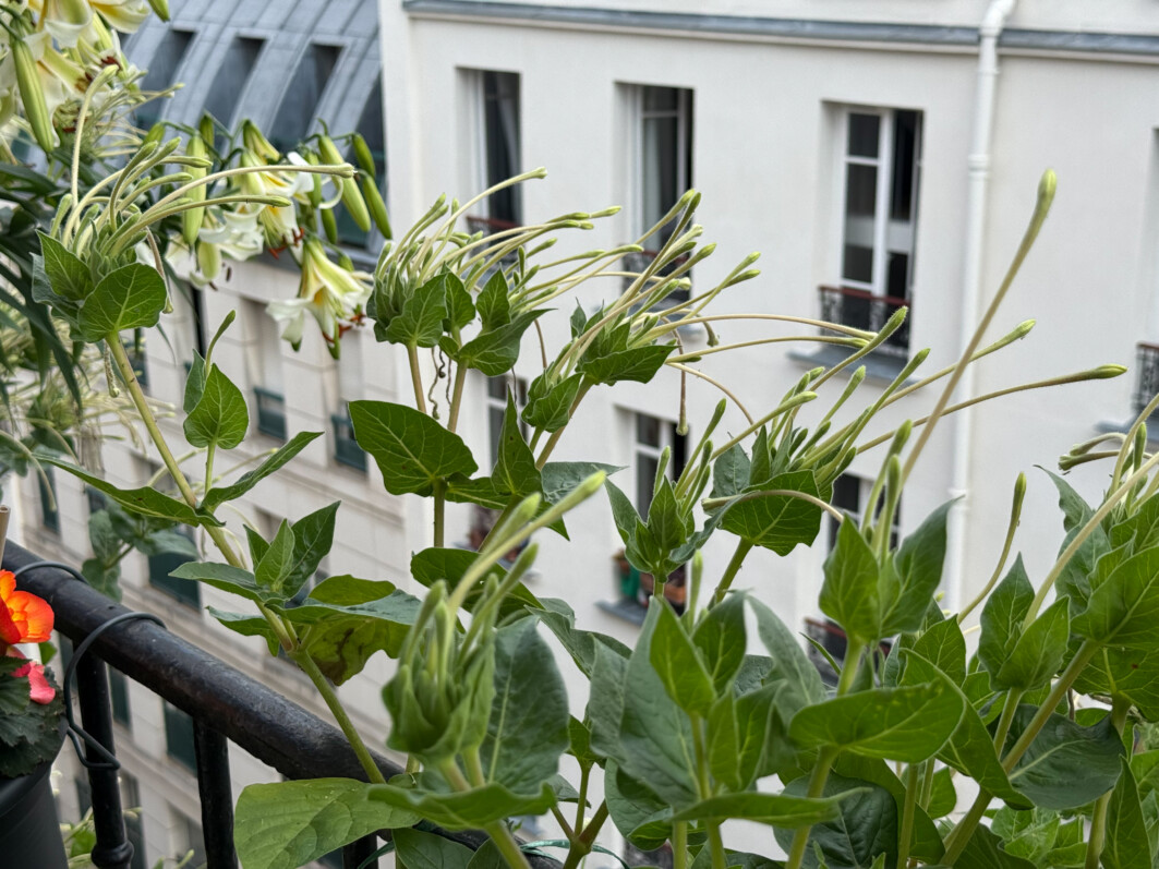 Boutons floraux de Mirabilis longiflora en été sur mon balcon parisien, Paris 19e (75)