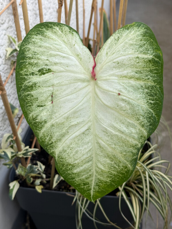 Caladium 'Aaron', Araceae, plante bulbeuse, en été sur mon balcon parisien, Paris 19e (75)