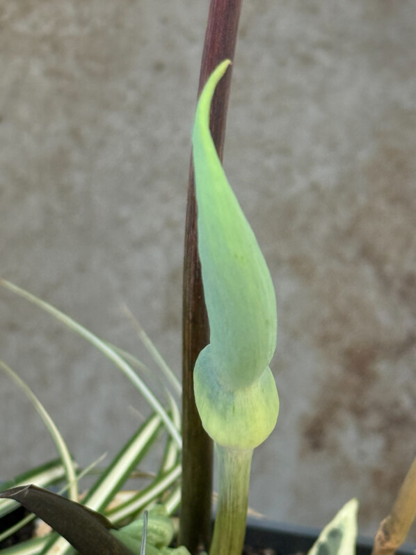 Déjà une fleur pour le Caladium ‘Aaron’