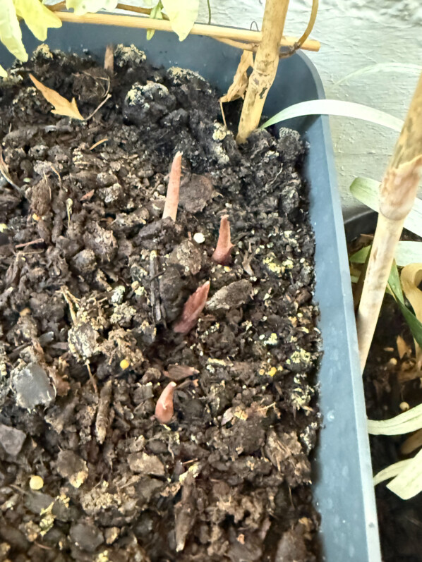 Les caladiums commencent à pousser sur mon balcon parisien