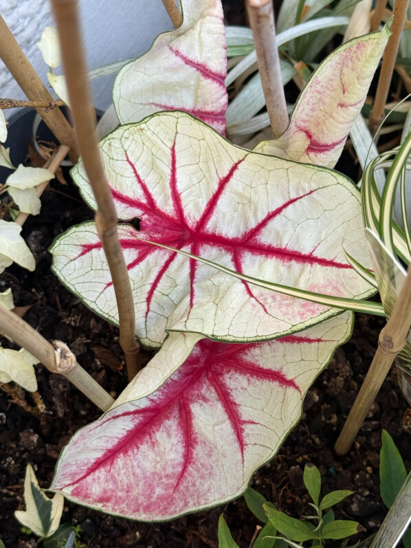 Caladium 'Fiesta' en été sur mon balcon parisien, Paris 19e (75)