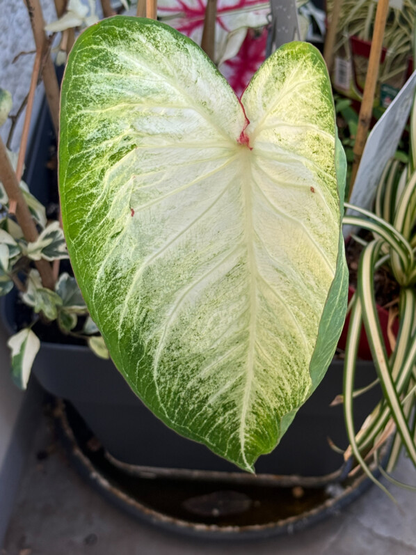 Les premières feuilles des caladiums installés sur mon balcon parisien