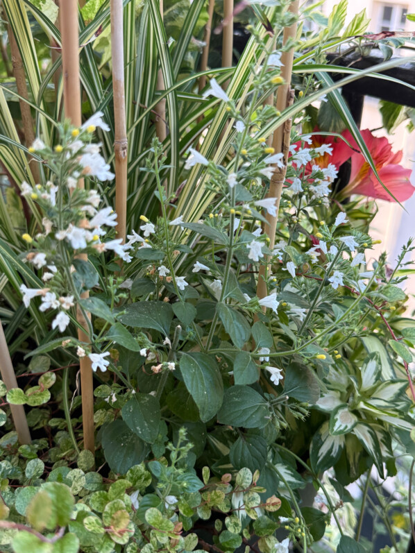 Calamintha nepeta ‘Marvelette blanc’