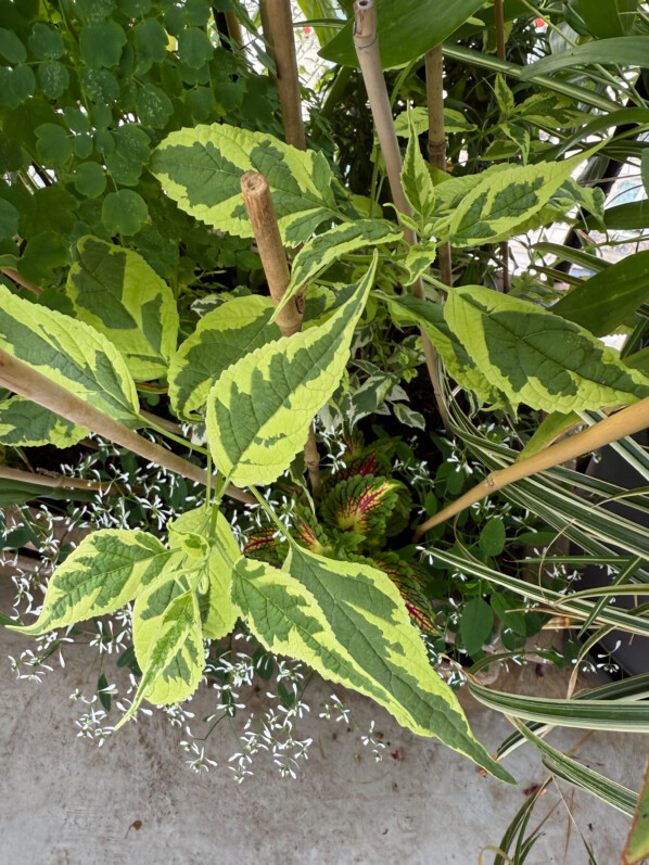 Caryopteris divaricata ‘Snow Fairy’ au printemps sur mon balcon parisien