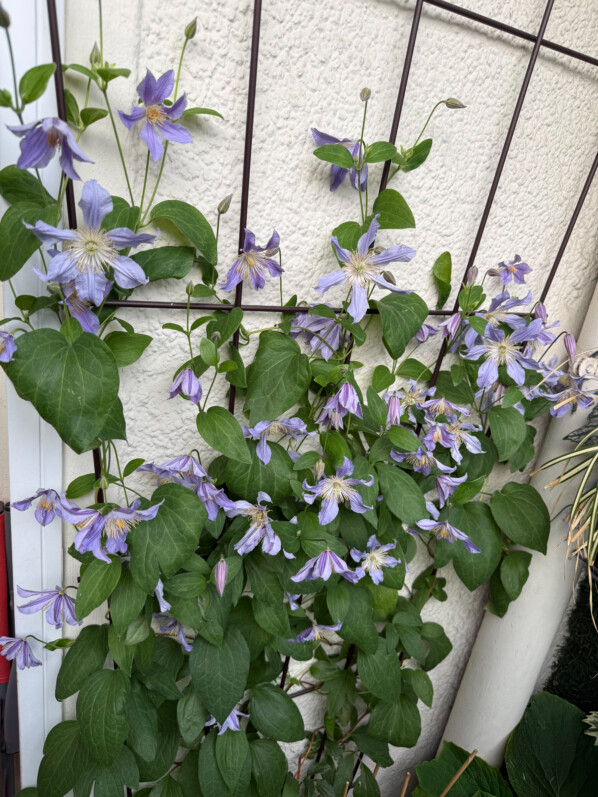 Clématite 'Blue River' au printemps sur mon balcon parisien, Paris 19e (75)